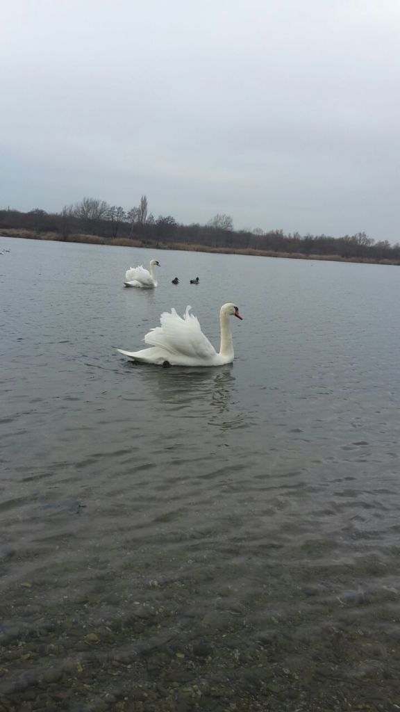 2379 - 2016 12 10 photo 00002247